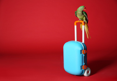 Photo of Beautiful Alexandrine Parakeet with toy suitcase against red background. Space for text