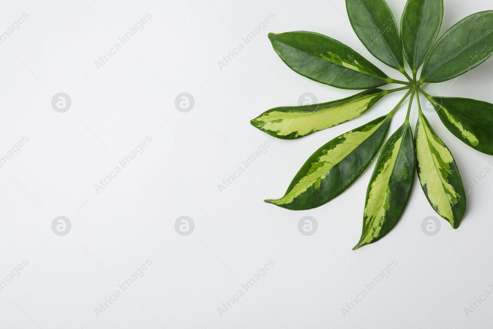 Photo of Leaf of tropical schefflera plant on white background, top view