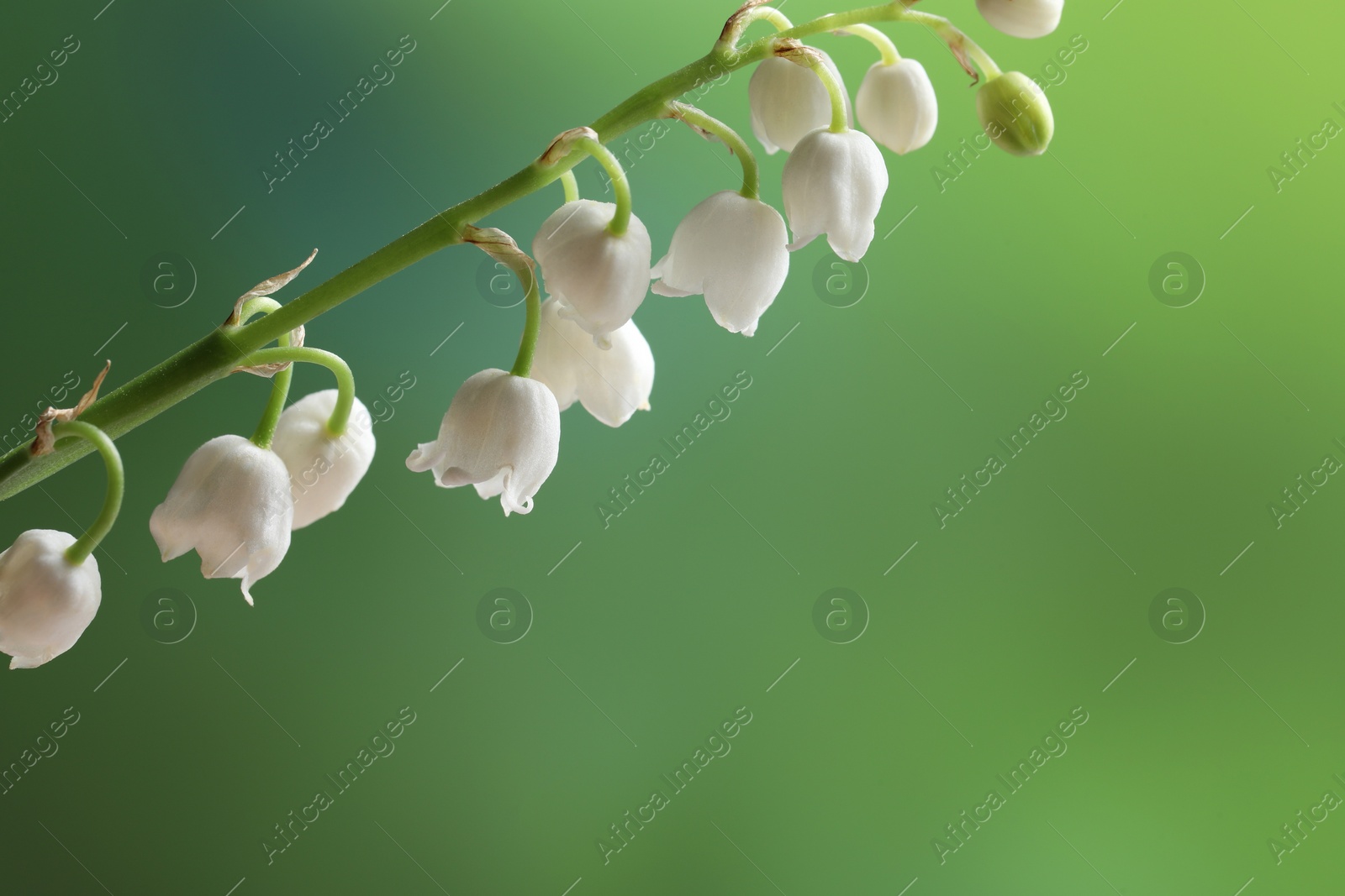 Photo of Beautiful lily of the valley flower on blurred green background, closeup. Space for text