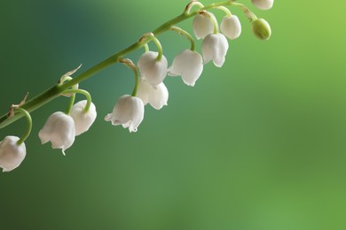 Photo of Beautiful lily of the valley flower on blurred green background, closeup. Space for text