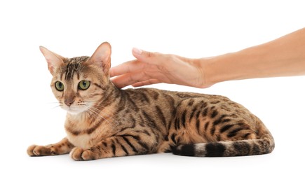 Photo of Woman petting cute Bengal cat on white background, closeup