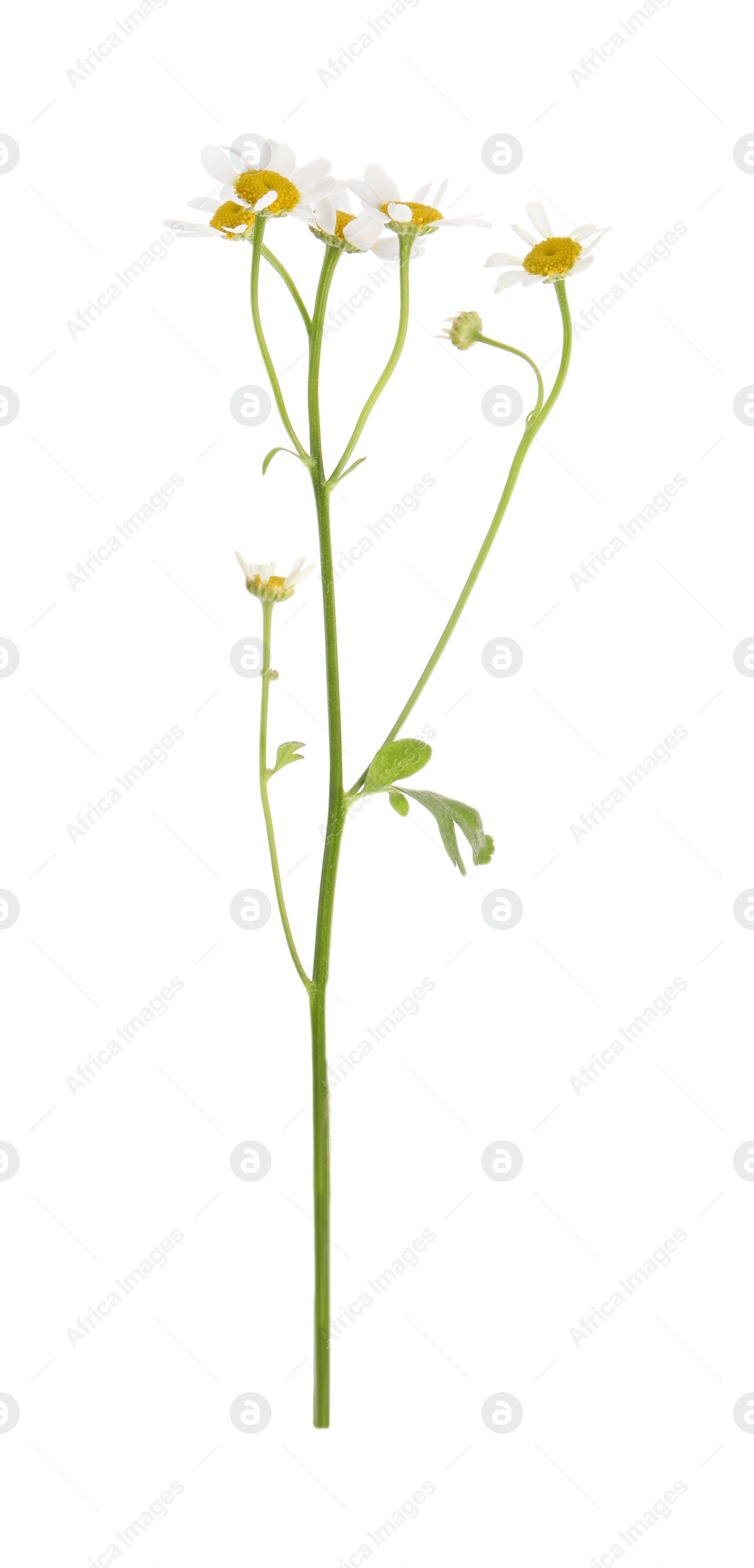 Photo of Blooming chamomile isolated on white. Beautiful flower