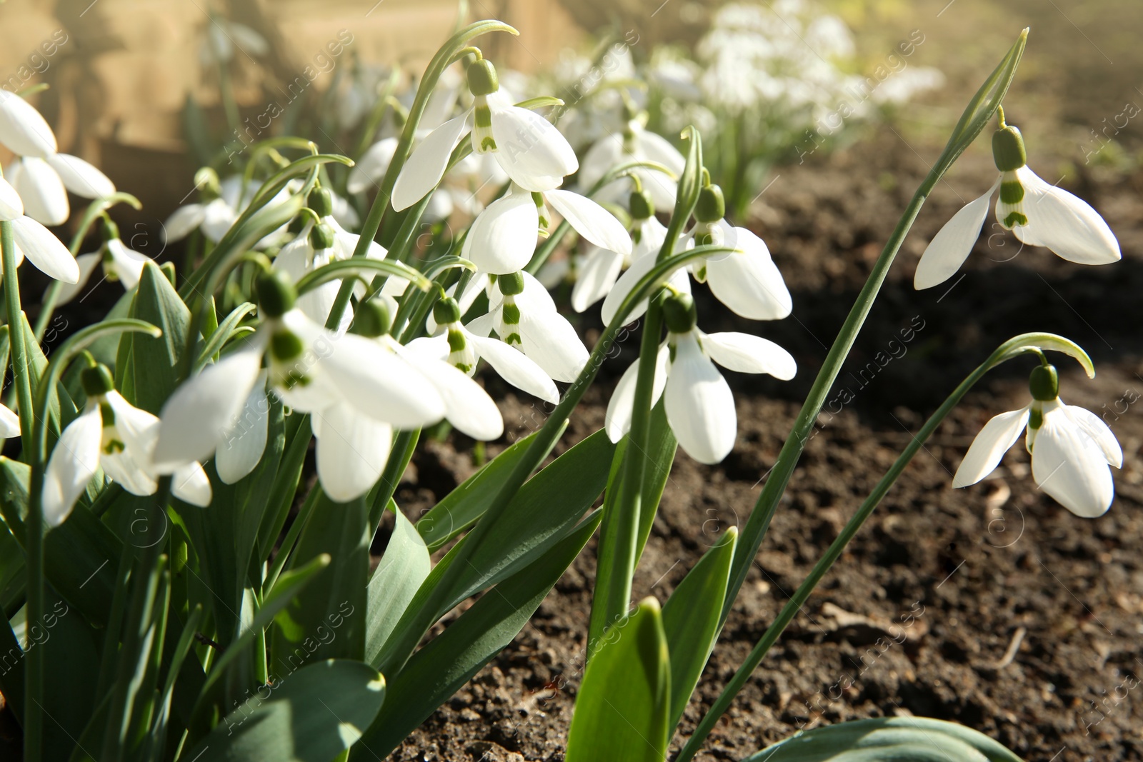 Photo of Beautiful snowdrops growing in garden. Spring flowers