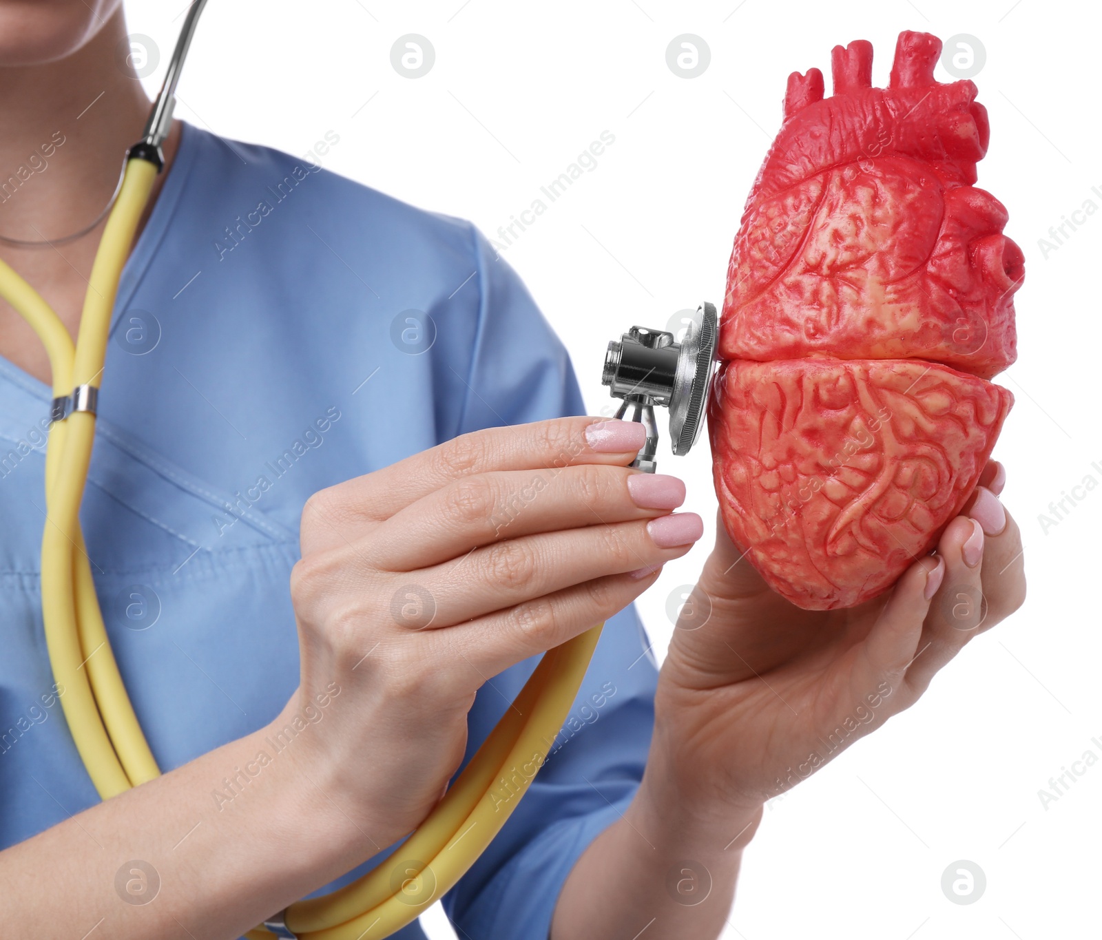 Photo of Doctor with stethoscope and model of heart on white background, closeup. Cardiology concept