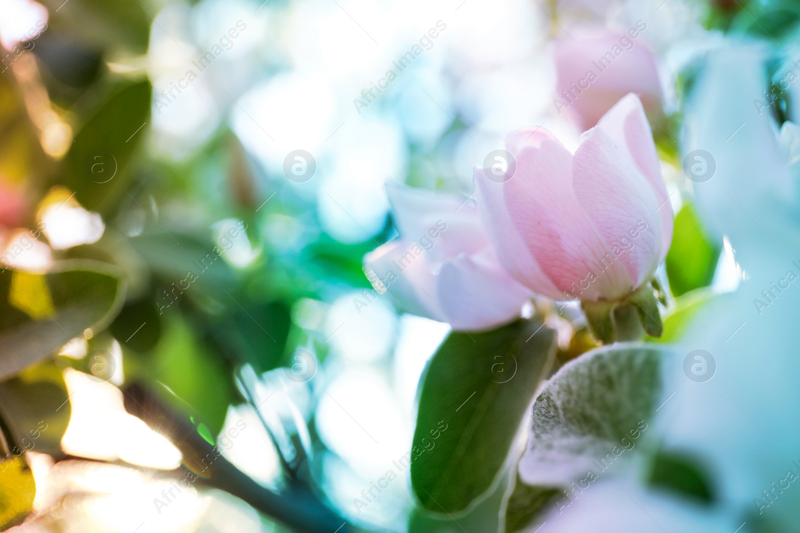 Photo of Closeup view of beautiful blossoming quince tree outdoors on spring day