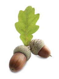 Photo of Acorns and oak leaf on white background