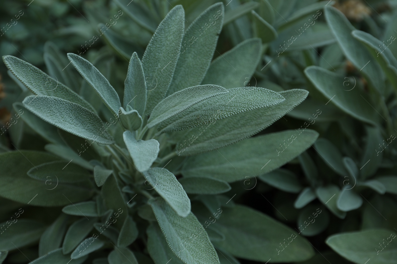 Photo of Beautiful sage with green leaves growing outdoors, closeup