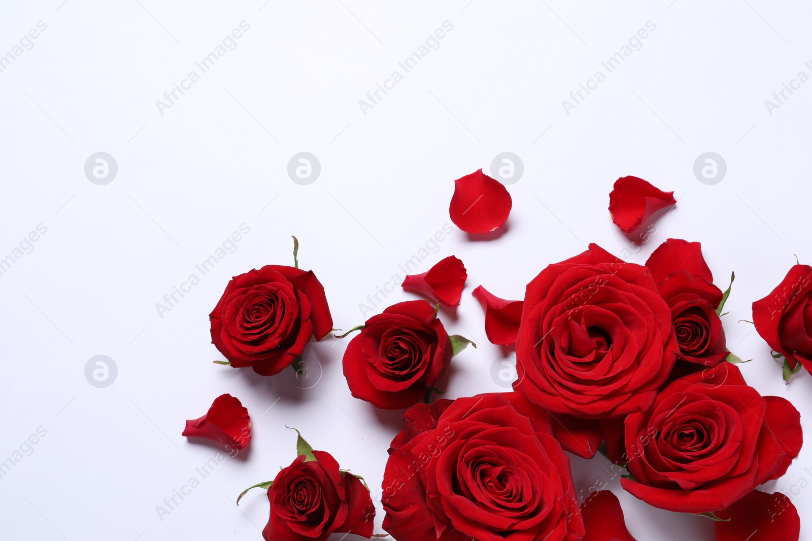 Photo of Beautiful red roses and petals on white background, flat lay. Space for text