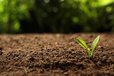 Photo of Young plant in fertile soil on blurred background, space for text. Gardening time