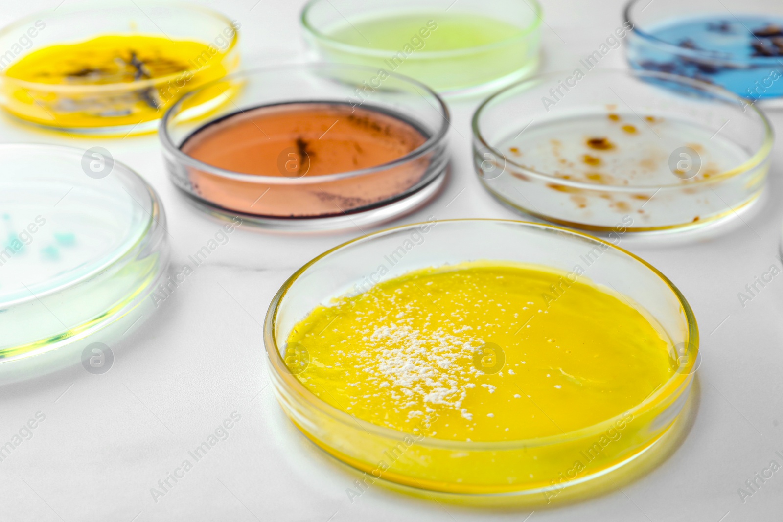 Photo of Petri dishes with different bacteria colonies on white background, closeup