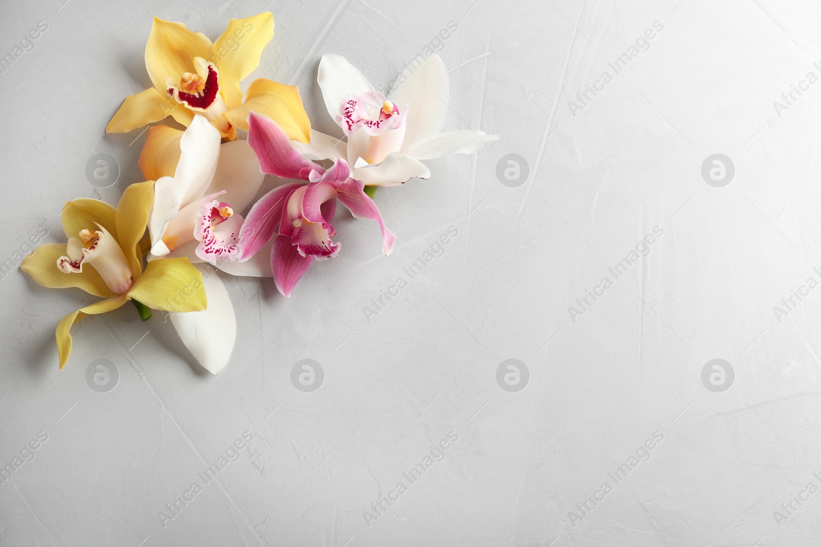 Photo of Beautiful tropical orchid flowers on grey background, flat lay. Space for text