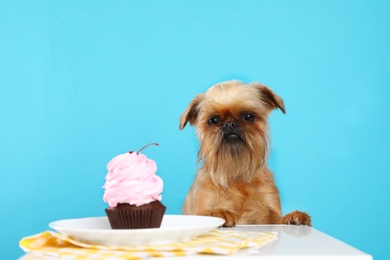 Photo of Studio portrait of funny Brussels Griffon dog and tasty cake against color background