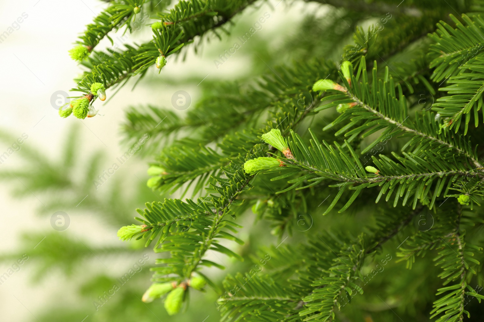 Photo of Green branches of beautiful conifer tree outdoors, closeup