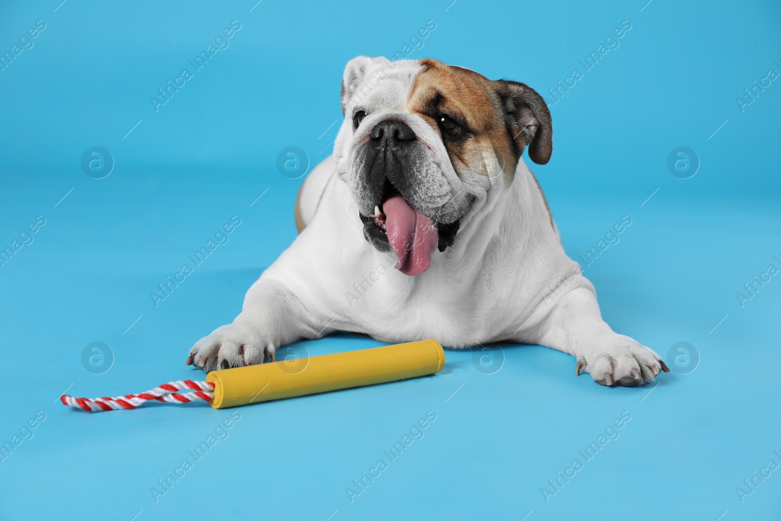 Photo of Adorable funny English bulldog with toy on light blue background