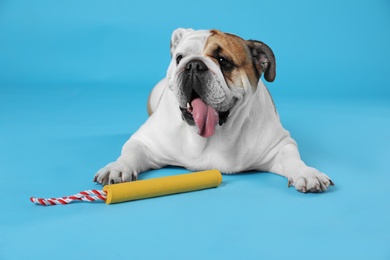 Adorable funny English bulldog with toy on light blue background