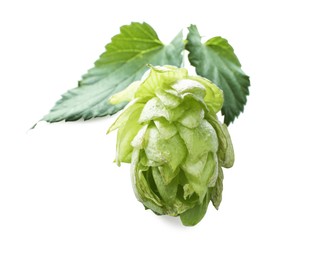 Photo of Fresh hop flower with leaves isolated on white