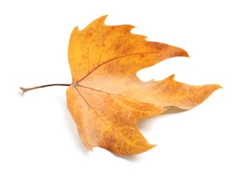 Photo of Beautiful autumn leaf on white background. Fall foliage