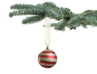 Beautiful Christmas ball hanging on fir tree branch against white background