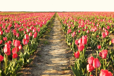 Field with fresh beautiful tulips. Blooming spring flowers