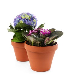 Beautiful blooming plants in flower pots on white background