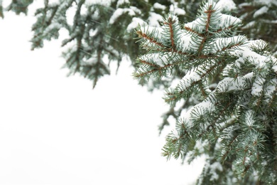 Photo of Coniferous branches covered with fresh snow, closeup. Space for text