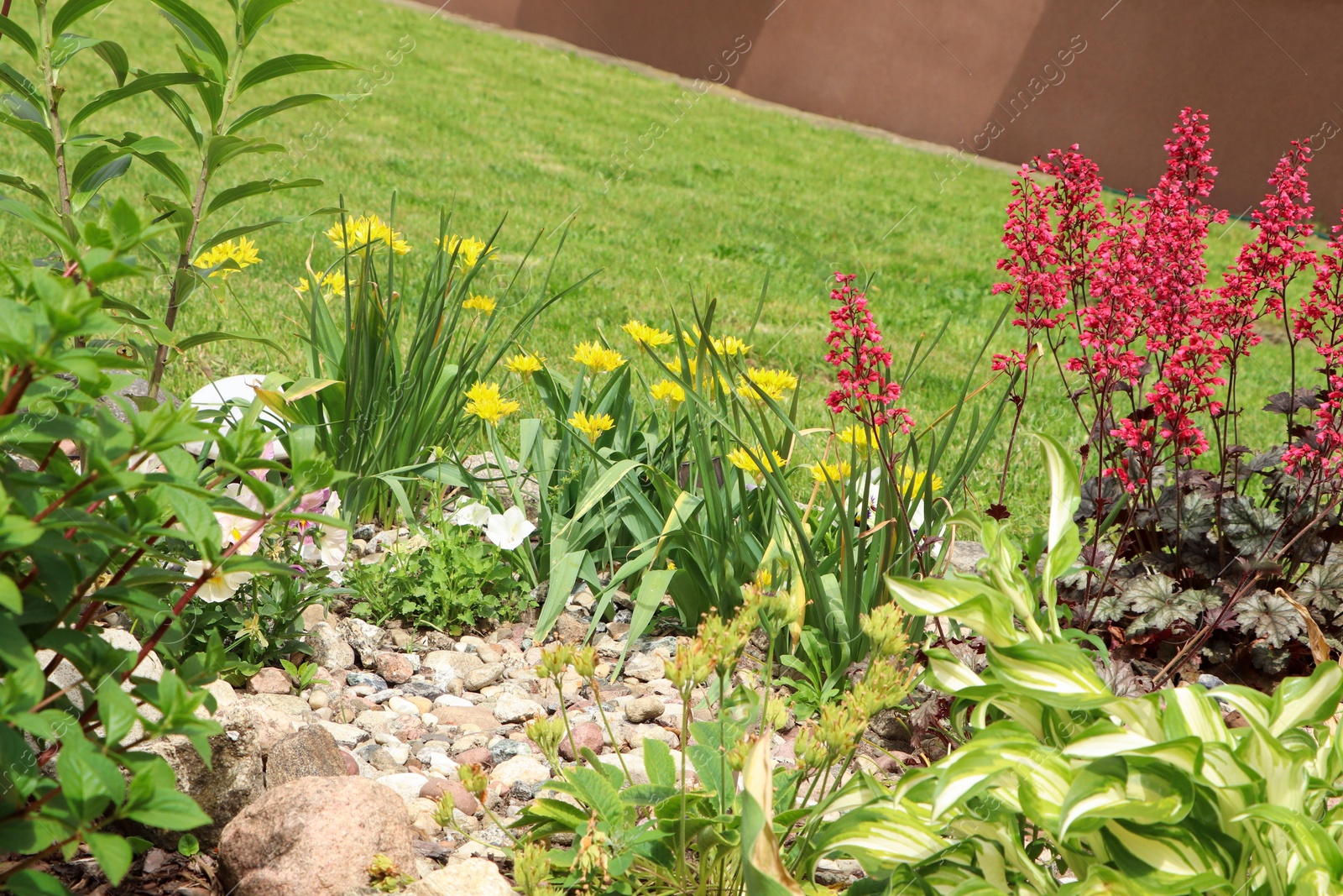 Photo of Beautiful flowerbed with different plants outdoors. Gardening and landscaping