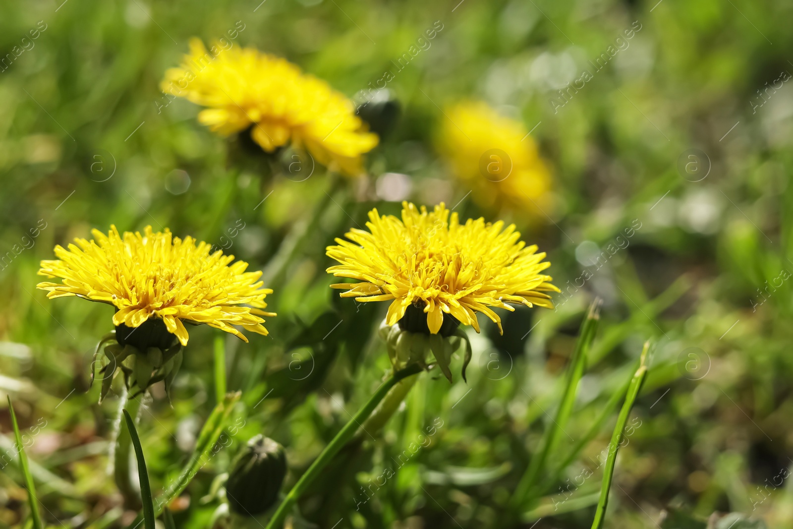 Photo of Beautiful yellow dandelions on sunny day, closeup