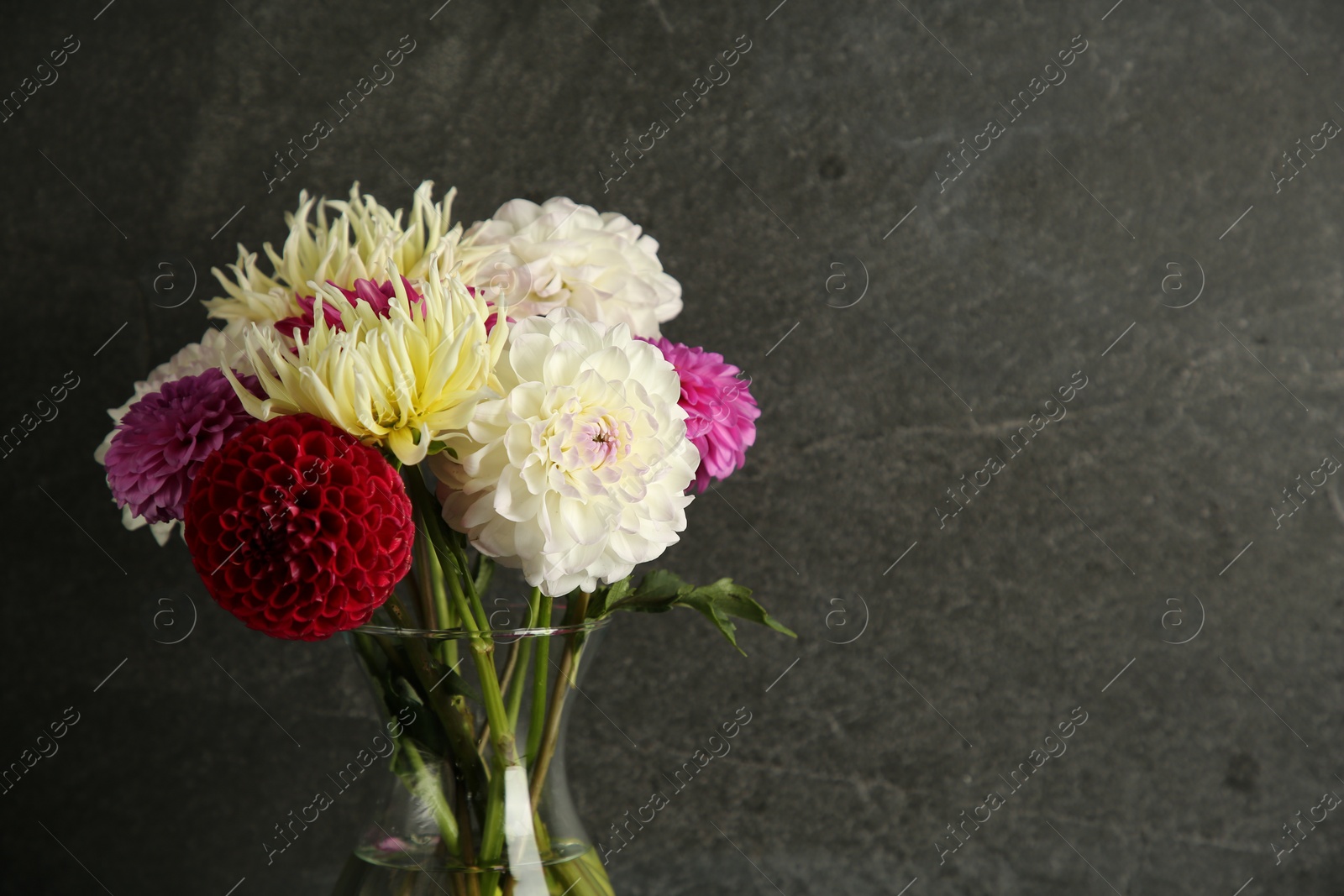 Bouquet of beautiful Dahlia flowers in vase near grey wall. Space for text Photo of Bouquet of beautiful Dahlia flowers in vase near grey wall. Space for text