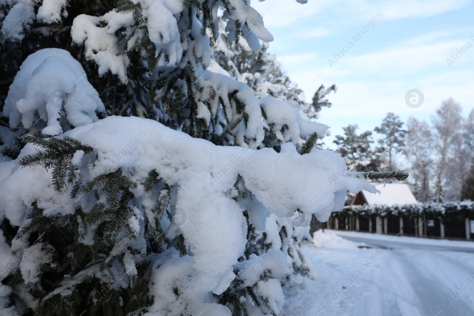 Photo of Fir branches covered with snow in winter morning