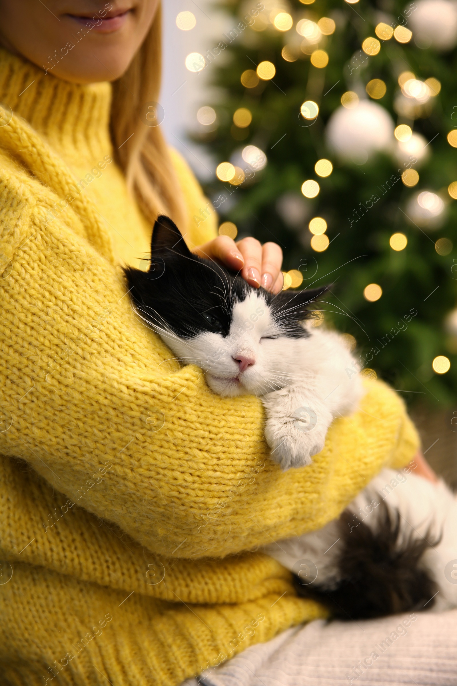 Photo of Woman stroking adorable cat in room with Christmas tree, closeup