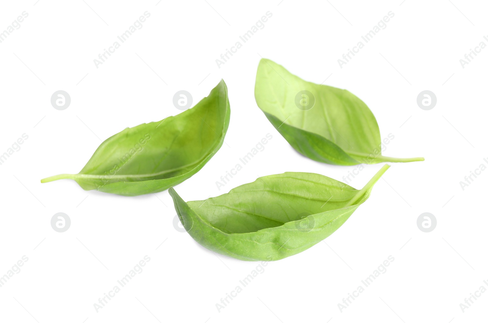 Photo of Fresh green basil leaves isolated on white