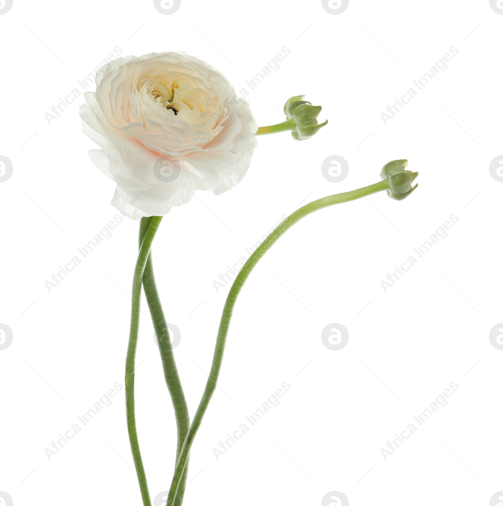 Photo of Beautiful spring ranunculus flower isolated on white