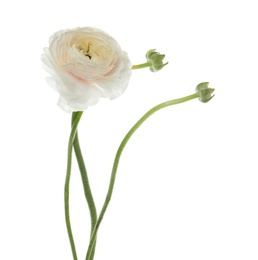 Photo of Beautiful spring ranunculus flower isolated on white