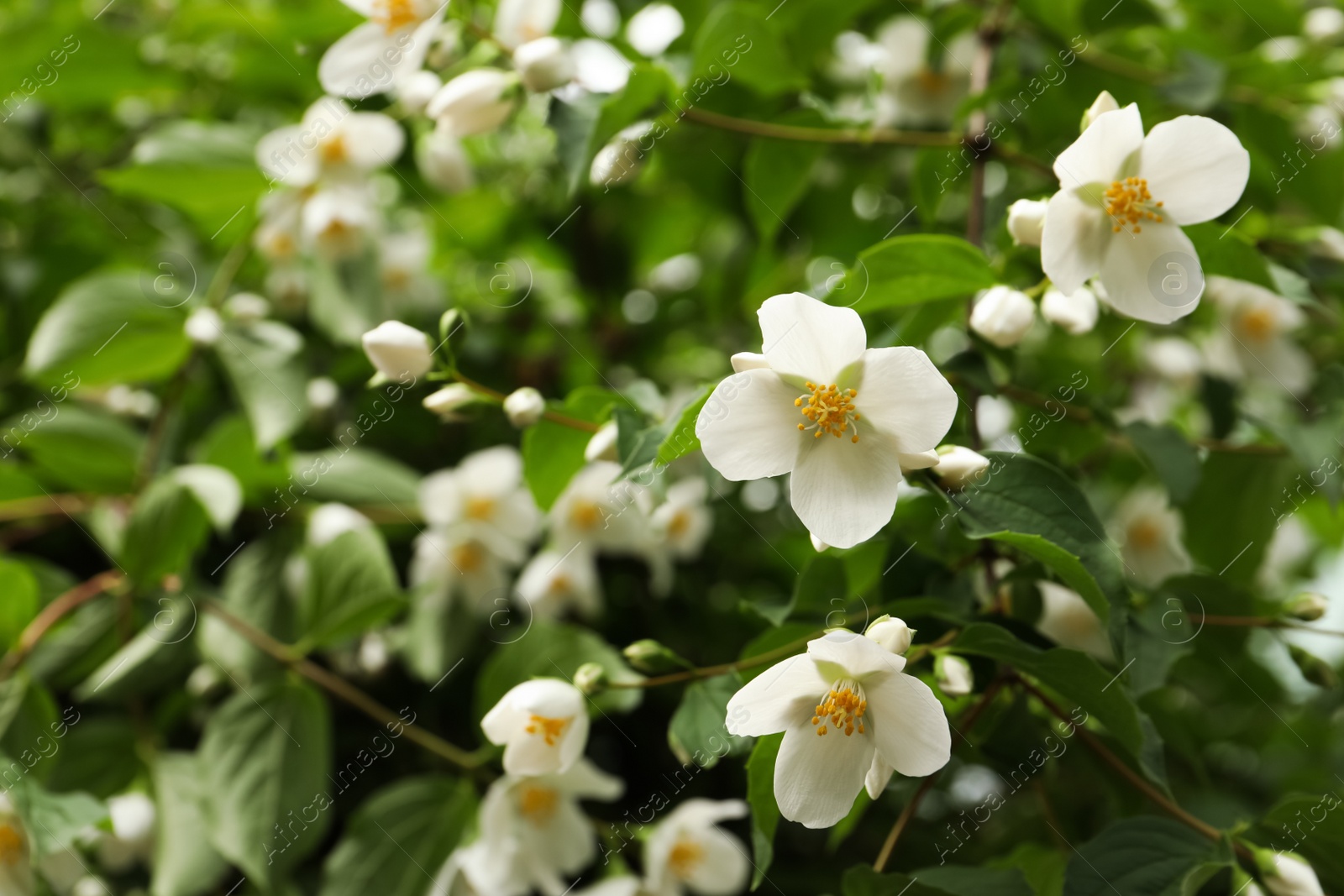 Photo of View of beautiful blossoming jasmine bush outdoors