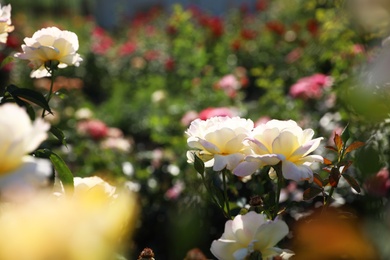 Green bush with beautiful roses in blooming garden on sunny day