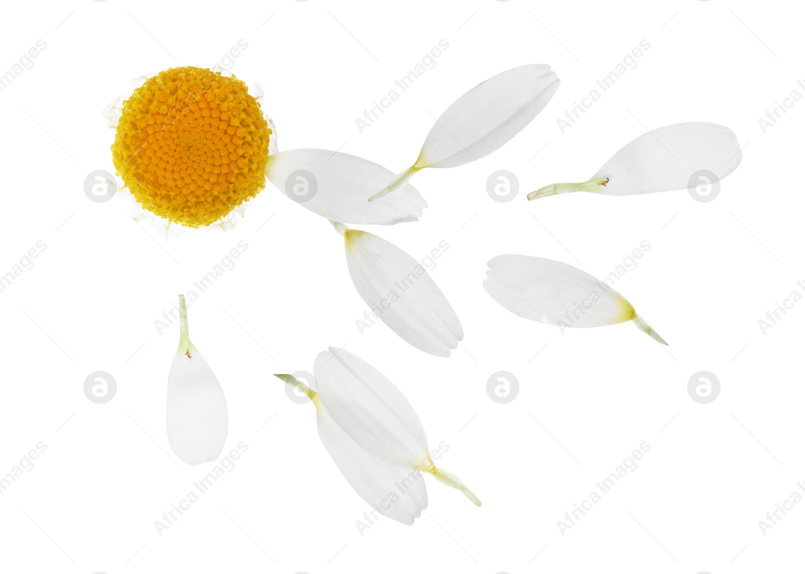 Image of Chamomile flower with flying petals on white background