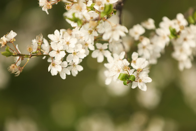 Photo of Closeup view of blossoming tree outdoors on spring day