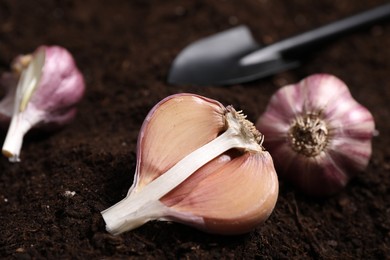Photo of Vegetable gardening. Head and cloves of garlic on fertile soil, closeup