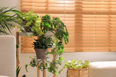 Photo of Different beautiful houseplants near window indoors, space for text. Interior design