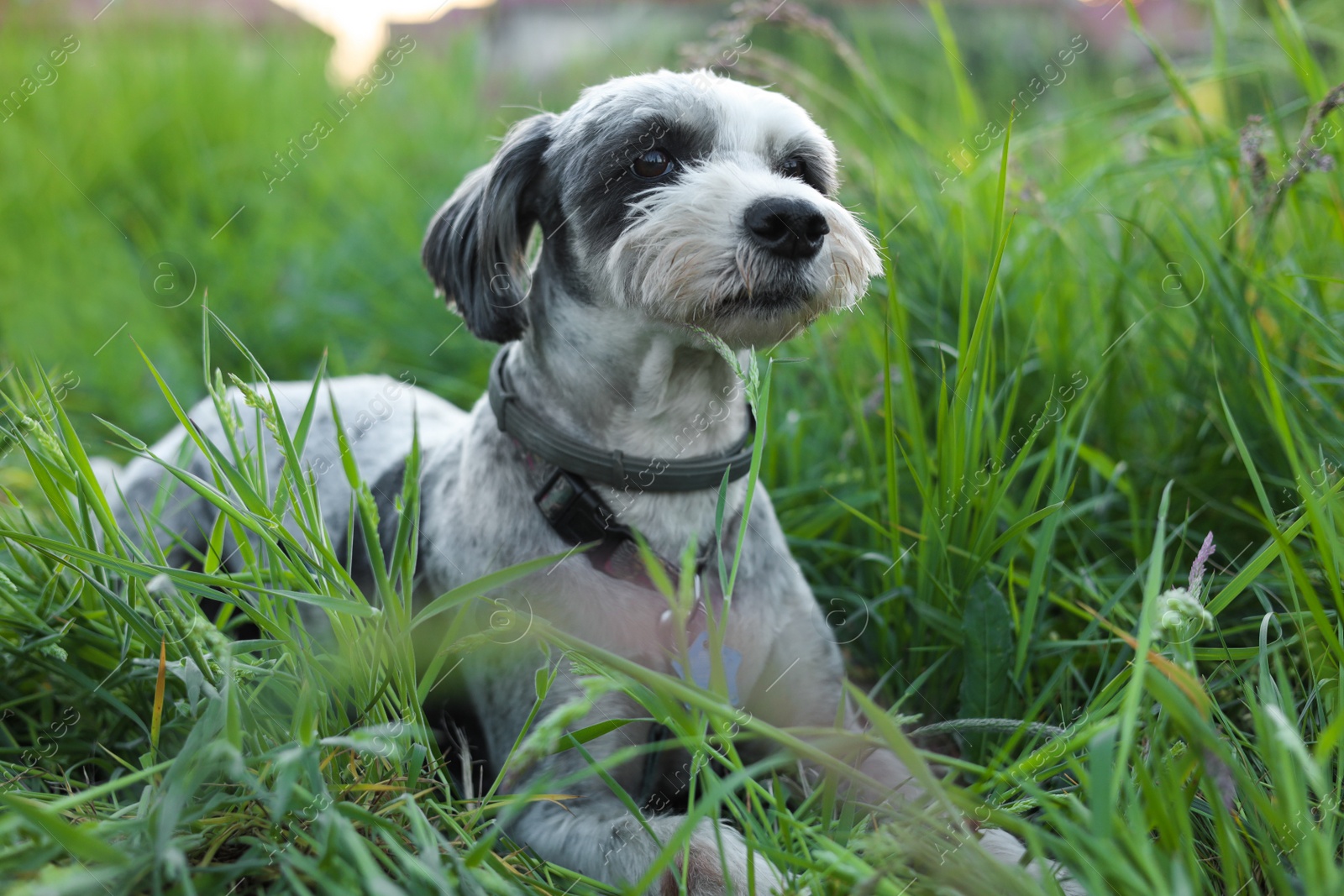 Photo of Cute dog with leash in green grass outdoors