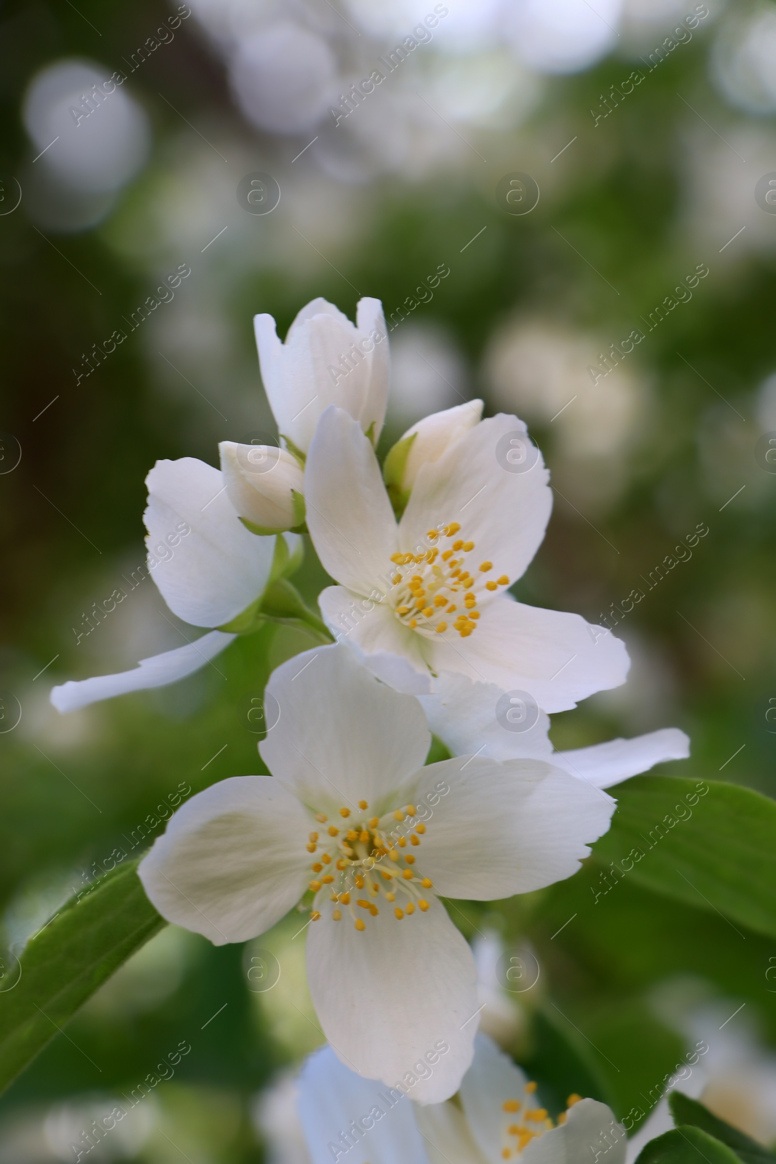 Photo of Closeup view of beautiful blooming white jasmine shrub outdoors