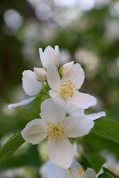 Closeup view of beautiful blooming white jasmine shrub outdoors