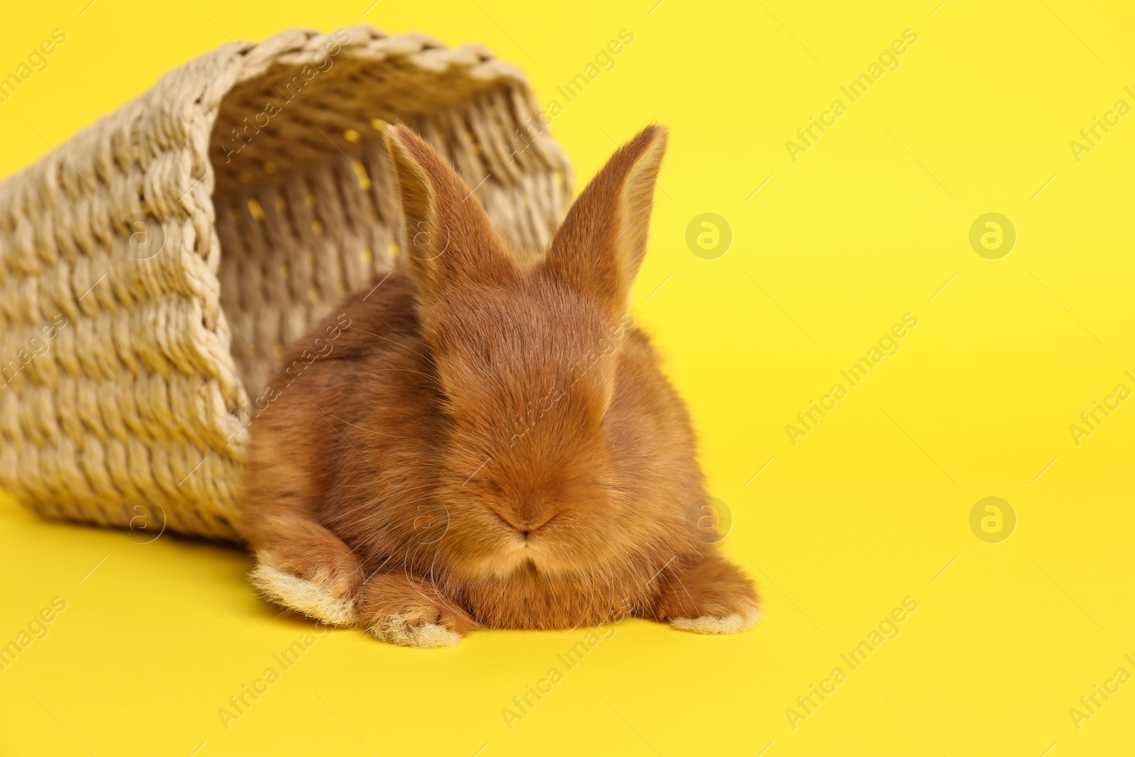 Photo of Adorable fluffy bunny and wicker basket on yellow background. Easter symbol