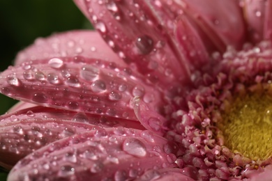 Photo of Closeup view of beautiful blooming flower with dew drops