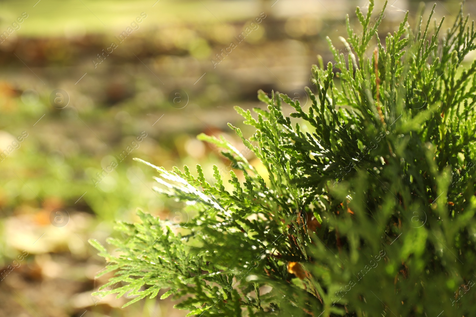 Photo of Green thuja tree in sunny park, closeup