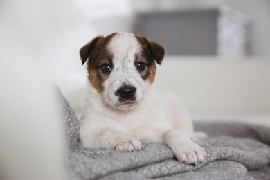 Cute little puppy lying on grey plaid