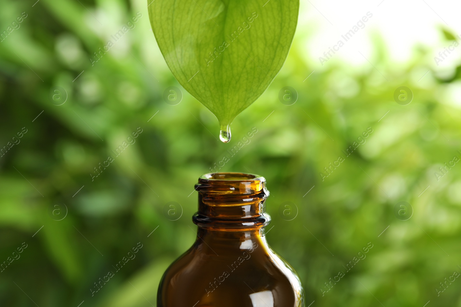 Photo of Essential oil dripping from leaf into glass bottle on blurred background