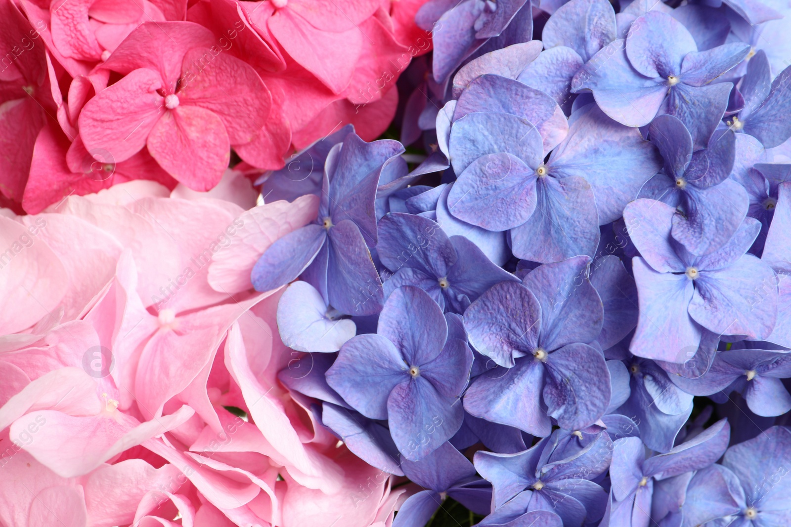 Photo of Beautiful bright hortensia flowers as background, closeup