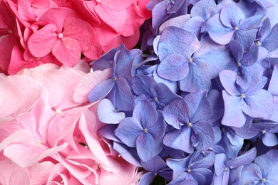 Beautiful bright hortensia flowers as background, closeup