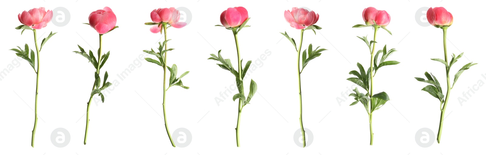 Image of Set of beautiful coral peony flowers on white background. Banner design